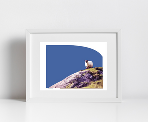 Mountain Sheep