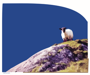 Mountain Sheep