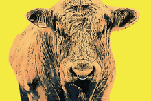 Load image into Gallery viewer, Irish Bull