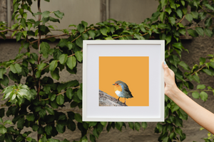 Orange Robin