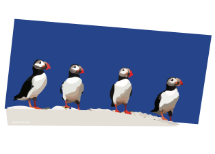 Four Puffins