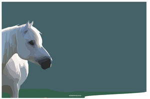 Connemara Pony - SKETCHICO