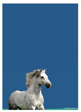 Load image into Gallery viewer, Sky Blue Connemara Pony - SKETCHICO